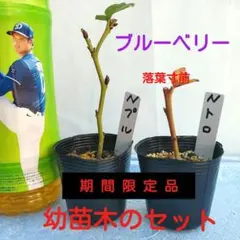 GREEN-310様 リクエスト 3点 まとめ商品