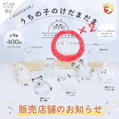 うちの子のけだまだま　犬　プードル