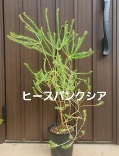バンクシア テルマチアエ 鉢植え 苗 苗木 オージープランツ - メルカリ