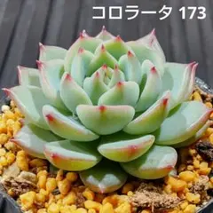 kopi様 リクエスト 3点 まとめ商品