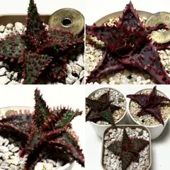 2025年最新】アロエ カスティロニアエの人気アイテム - メルカリ