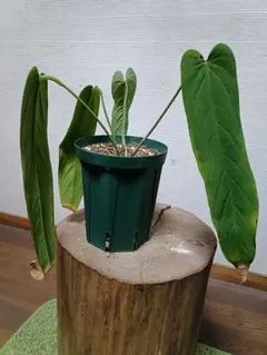 Anthurium panamense アンスリウムパナメンセ - メルカリ