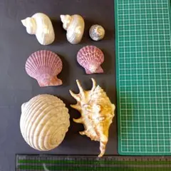 貝殻コレクション