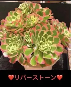 多肉植物 リバーストーン アエオニウム 傷汚れあり 3号ポット - メルカリ