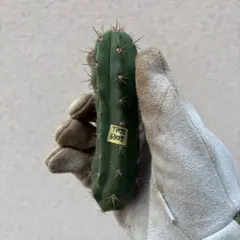 #56 Trichocereus peruvianus TP003 長棘種 6303 Trichocereus peruvianus TP003 長棘種 - メルカリ