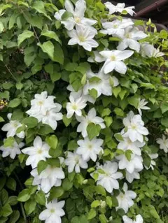スタージャスミン挿し木、挿し穂、庭木、香り植物、白花、紅葉、つる性