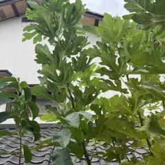 ②専用出品 イチジク穂木 Yahoo!オークション - 25029【イチジク穂木】レア品種 3本セット