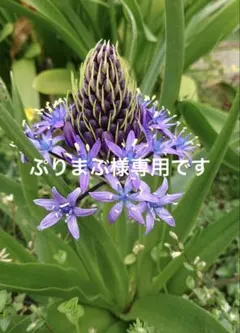 切花品種　人気イブ系　ネオシセロ　バラ苗 人気イヴ系 切花品種、バルバ•• バラ苗 - メルカリ