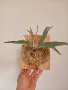 P.veitchii sp. sporeling TIP#2 ビカクシダ 株分 - メルカリ