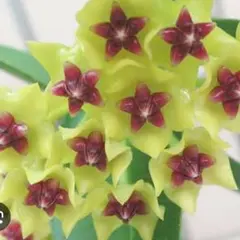 訳あり③★ホヤ　クミンギアナ★可愛らしさはトップクラス♥大人気のホヤ♪