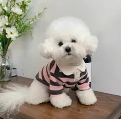 ●おしゃれ可愛い♪襟付き犬用ボーダー服　Mのサムネイル