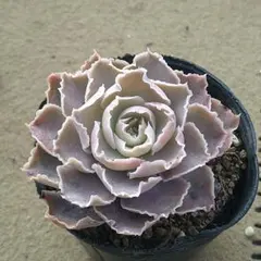 2025年最新】シャビアナ多肉の人気アイテム - メルカリ