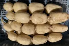 伊勢志摩たけのこ　掘りたて2.0kg 伊勢志摩たけのこ 掘りたて1.5kg - メルカリ