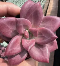 Top【選抜株】多肉植物 26034ヘフェスタス 32個 鉢無し/脱土 - メルカリ