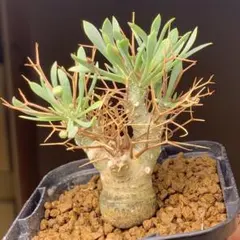 りよん様 リクエスト 2点 まとめ商品