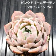 ピンクドリームデーモンコンキュバイン 243 エケベリア 多肉植物 抜き苗