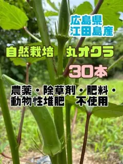 自然栽培　オクラ（丸オクラ）30本のサムネイル