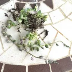 miruma☆様 リクエスト 3点 まとめ商品