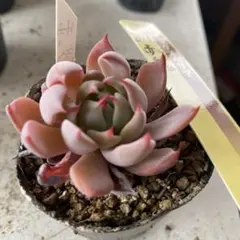 み*こ様 205 多肉植物　赤鬼　ミックスベリア おらいさん抜き苗