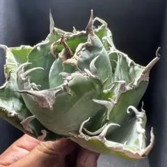 【チタノタ２種セット】阿修羅　白鯨　鉢ごとメルカリ便発送 アガベチタノタ 白鯨 阿修羅 2株セット junjun様専用 - メルカリ