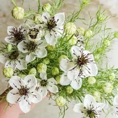 花の種 ニゲラ・アフリカンブライド 30粒