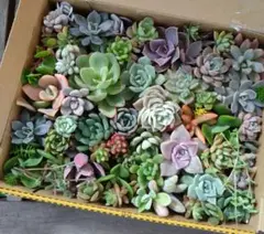 多肉植物☆カット苗おまかせセット