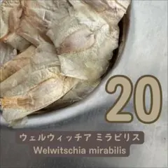 扇*機様 H96種子20粒奇想天外 ウェルウィッチア ミラビリス 多肉植物のサムネイル