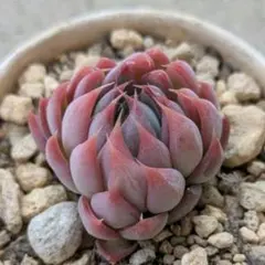 多肉植物✨桜鬼✨①抜き苗根付き　エケベリア属　おらいさん　ミックスベリアのサムネイル