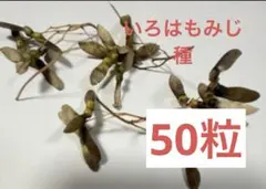 2026年最新】イロハモミジ 種の人気アイテム - メルカリ