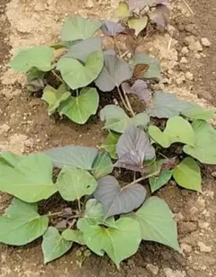 또 가격 인하 ♪ 가정 채소밭 안노 감자 모종 (빨간색) 무농약 가고시마산 사츠마 감자
