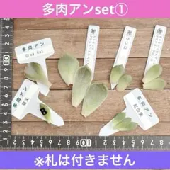 2026年最新】ザラゴーサ SP ノバの人気アイテム - メルカリ