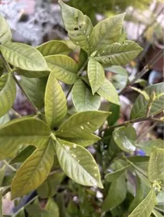 観葉植物 クチナシ 挿し木 2本 長さ10cm ぐらいカットほかと同梱値引きありのサムネイル