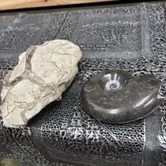 アンモナイト 化石 台座付き 北海道産 紀元前 白亜紀 中生代 - メルカリ