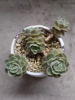 248)多肉植物 オウンスロー 抜き苗 - メルカリ