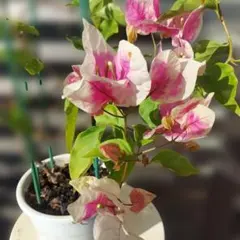 2026年最新】ブーゲンビリアの人気アイテム - メルカリ