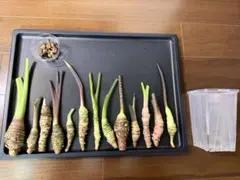 2025年最新】アロカシア ジャックリンの人気アイテム - メルカリ