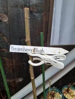2026年最新】boysen blushの人気アイテム - メルカリ