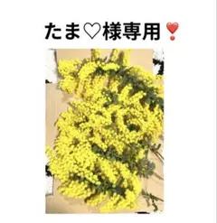 たま♡様専用❣️