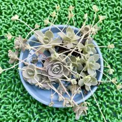 株分け＊根付き◇F 子持ち蓮華錦 斑入り子持ち蓮華 ピンクに紅葉 多肉