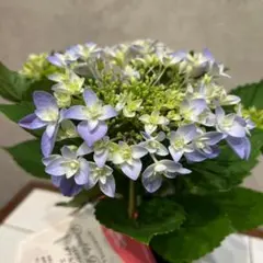 栽培用株！アジサイ❤️ダブルダッチエダム　ブルー　4号鉢のサムネイル