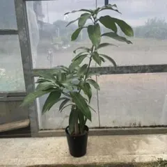 マンゴー苗　特大12号　紅キーツ　120センチカット　特価 マンゴー苗 特大12号 紅キーツ 120センチカット傷や汚れあり