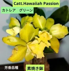 Catt. Hawaiiah Passion 洋蘭 素焼き鉢　カトレア　グリーンのサムネイル