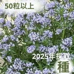 meriru様 リクエスト 2点 まとめ商品