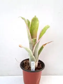 ビルベルギア ルイーズ② 抜き苗 タンクブロメリア 観葉植物 - メルカリ