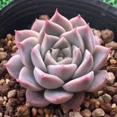 2026年最新】フラワー・ガーデニングの人気アイテム - メルカリ