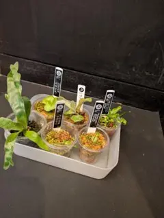 pooom様 リクエスト 2点 まとめ商品