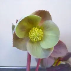 2025年最新】加藤農園モーリーの人気アイテム - メルカリ