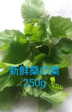 新鮮桑の葉 250gのサムネイル