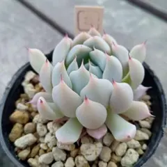 2026年最新】ザラゴーサの人気アイテム - メルカリ