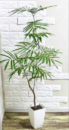 ♪エバーフレッシュ♪8号直径約24㎝ 鉢底から葉先まで約165㎝ ♪エバーフレッシュ♪8号鉢直径約24㎝ 鉢底から葉先まで約185㎝ - メルカリ